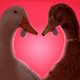 Illustration for article titled This Valentine’s Day, slip someone the (duck) tongue